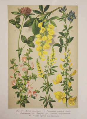 Гофман К. Ботанический атлас по системе де-Кандоля. СПб.: Издание А.Ф. Девриена, 1897.